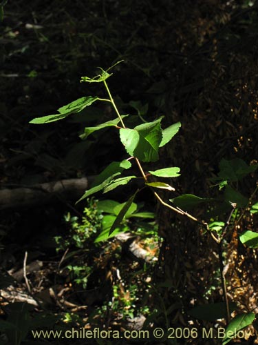 Bild von Lomatia hirsuta (Radal / Raral / Nogal silvestre). Klicken Sie, um den Ausschnitt zu vergrössern.