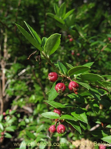 Bild von Gaultheria phillyreifolia (Chaura común). Klicken Sie, um den Ausschnitt zu vergrössern.