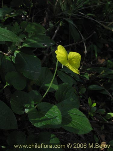 Image of Viola maculata (Violeta amarilla). Click to enlarge parts of image.