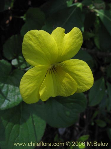 Image of Viola maculata (Violeta amarilla). Click to enlarge parts of image.