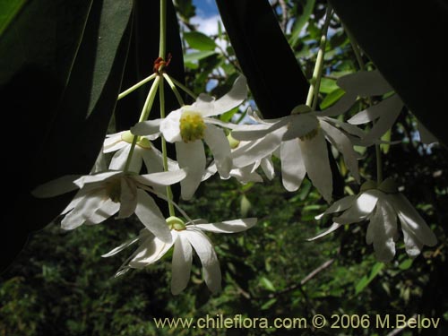 Image of Drimys winteri (Canelo / Fuñe / Boighe / Boique). Click to enlarge parts of image.