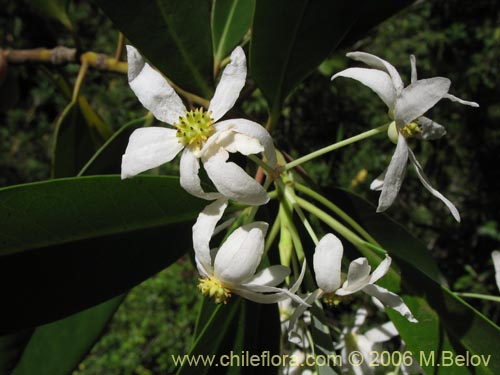 Image of Drimys winteri (Canelo / Fuñe / Boighe / Boique). Click to enlarge parts of image.