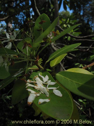 Image of Drimys winteri (Canelo / Fuñe / Boighe / Boique). Click to enlarge parts of image.