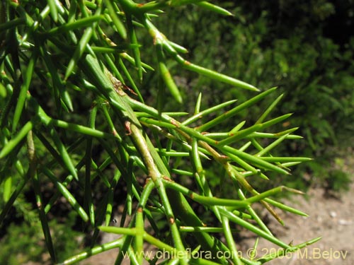 Imágen de Colletia spinosa (Crucero / Yaqui / Cunco). Haga un clic para aumentar parte de imágen.