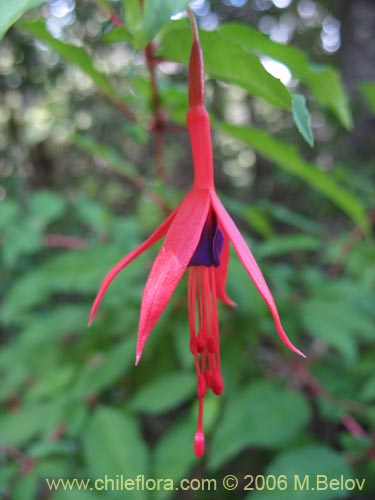 Image of Fuchsia magellanica (Chilco / Chilca / Palo blanco). Click to enlarge parts of image.