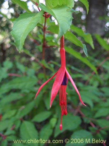 Bild von Fuchsia magellanica (Chilco / Chilca / Palo blanco). Klicken Sie, um den Ausschnitt zu vergrössern.