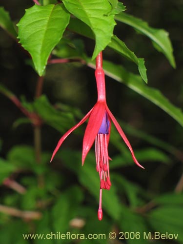 Bild von Fuchsia magellanica (Chilco / Chilca / Palo blanco). Klicken Sie, um den Ausschnitt zu vergrössern.