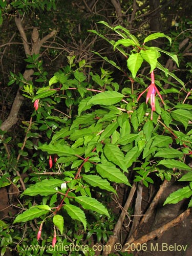 Image of Fuchsia magellanica (Chilco / Chilca / Palo blanco). Click to enlarge parts of image.
