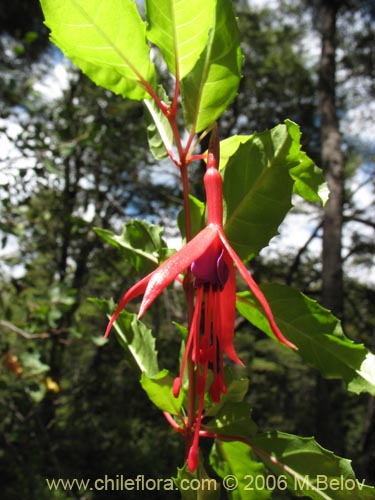 Фотография Fuchsia magellanica (Chilco / Chilca / Palo blanco). Щелкните, чтобы увеличить вырез.