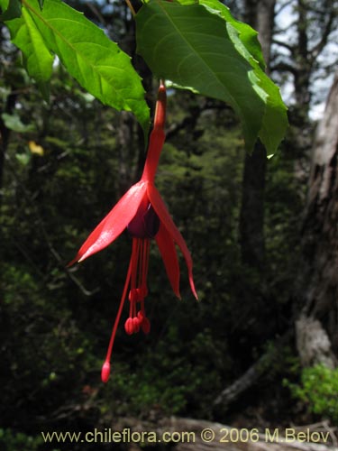 Imágen de Fuchsia magellanica (Chilco / Chilca / Palo blanco). Haga un clic para aumentar parte de imágen.