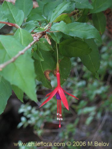 Фотография Fuchsia magellanica (Chilco / Chilca / Palo blanco). Щелкните, чтобы увеличить вырез.