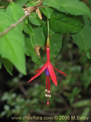 Фотография Fuchsia magellanica (Chilco / Chilca / Palo blanco). Щелкните, чтобы увеличить вырез.