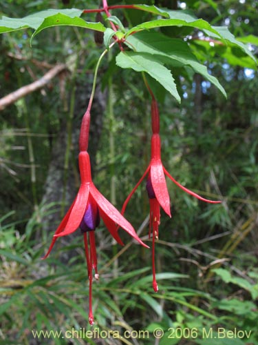 Фотография Fuchsia magellanica (Chilco / Chilca / Palo blanco). Щелкните, чтобы увеличить вырез.