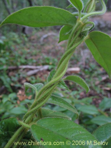 Imágen de Elytropus chilensis (Quilmay / Poroto del campo). Haga un clic para aumentar parte de imágen.