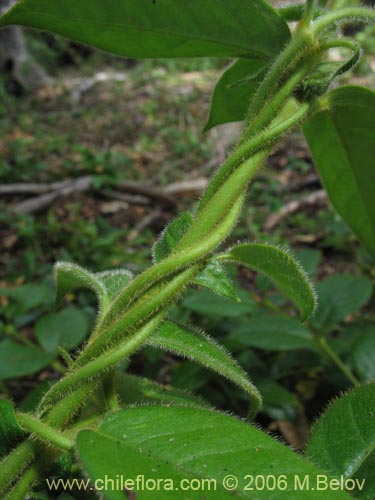 Imágen de Elytropus chilensis (Quilmay / Poroto del campo). Haga un clic para aumentar parte de imágen.