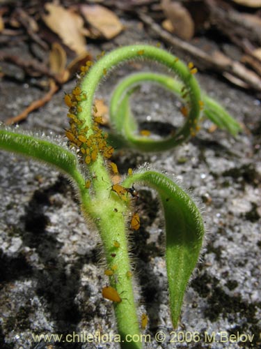 Imágen de Elytropus chilensis (Quilmay / Poroto del campo). Haga un clic para aumentar parte de imágen.