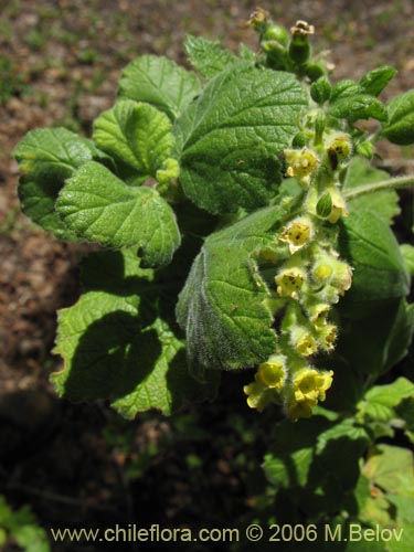 Bild von Ribes gayanum (Parilla / Zarzaparilla / Uvilla). Klicken Sie, um den Ausschnitt zu vergrössern.