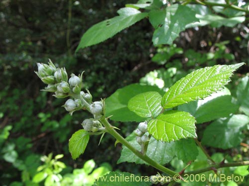 Image of Rubus ulmifolius (Zarzamora / Mora). Click to enlarge parts of image.