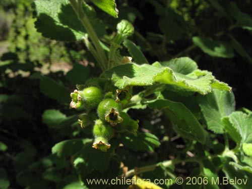 Image of Ribes gayanum (Parilla / Zarzaparilla / Uvilla). Click to enlarge parts of image.