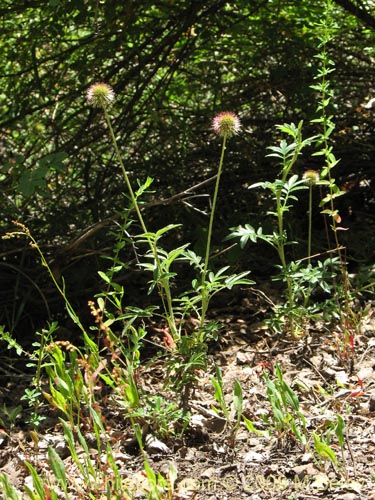 Image of Acaena argentea (Cadillo / Trun / Amor seco / Zarzaparrilla / Proquín). Click to enlarge parts of image.