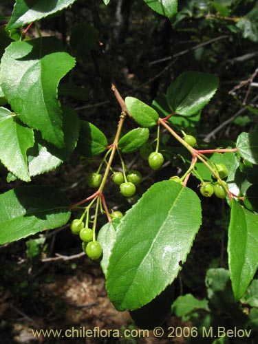 Bild von Aristotelia chilensis (Maqui). Klicken Sie, um den Ausschnitt zu vergrössern.