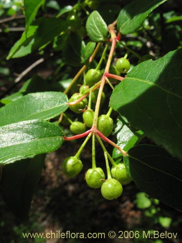 Фотография Aristotelia chilensis (Maqui). Щелкните, чтобы увеличить вырез.