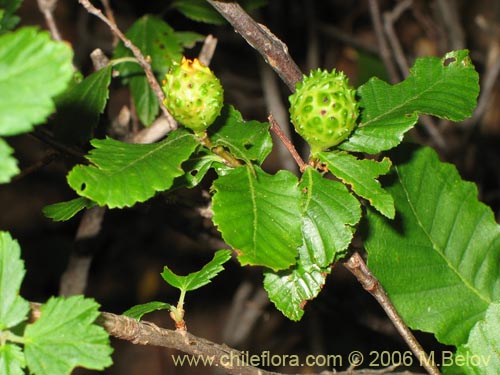 Nothofagus macrocarpa의 사진