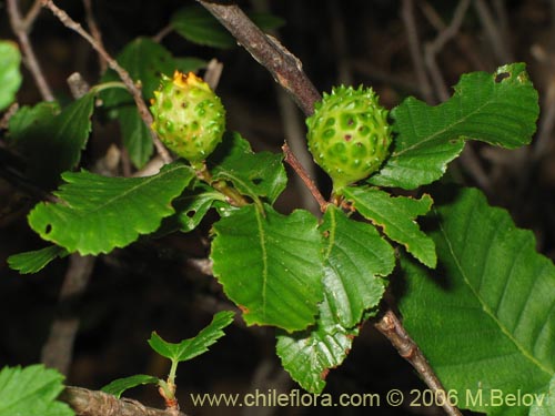 Nothofagus macrocarpaの写真