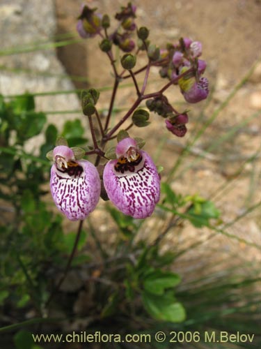 Image of Calceolaria cana (Salsilla / Zarcilla). Click to enlarge parts of image.