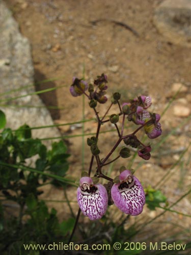 Image of Calceolaria cana (Salsilla / Zarcilla). Click to enlarge parts of image.