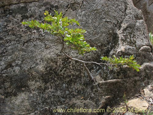 Nothofagus dombeyi의 사진