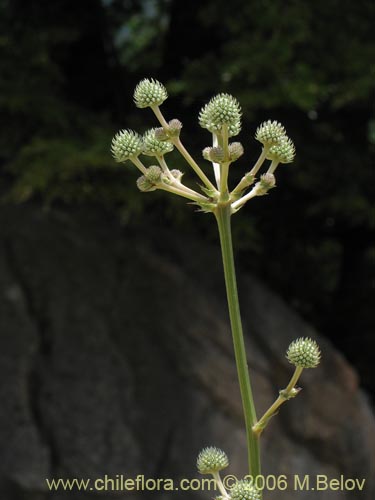 Фотография Eryngium paniculatum (Chupalla). Щелкните, чтобы увеличить вырез.