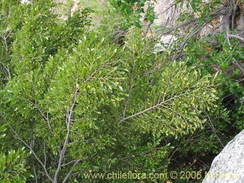 Image of Nothofagus dombeyi (Coihue / Coige). Click to enlarge parts of image.