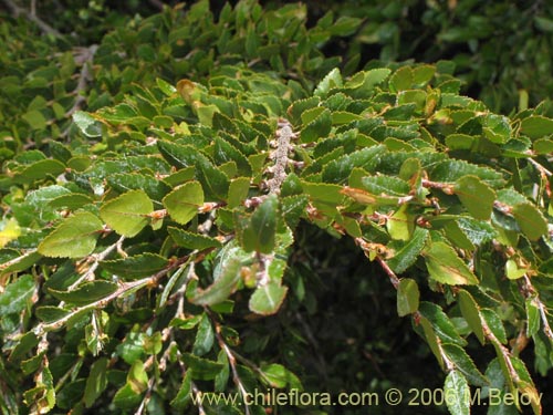 Imágen de Nothofagus dombeyi (Coihue / Coigüe). Haga un clic para aumentar parte de imágen.