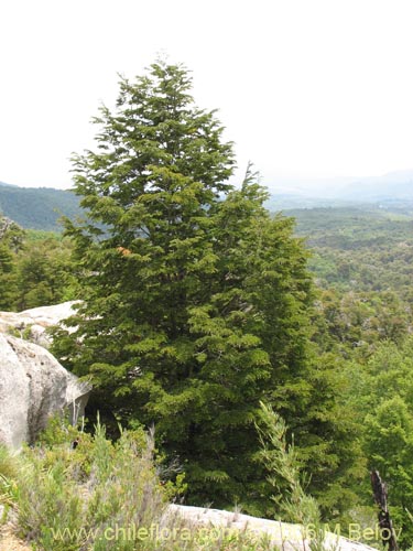 Фотография Nothofagus dombeyi (Coihue / Coigüe). Щелкните, чтобы увеличить вырез.