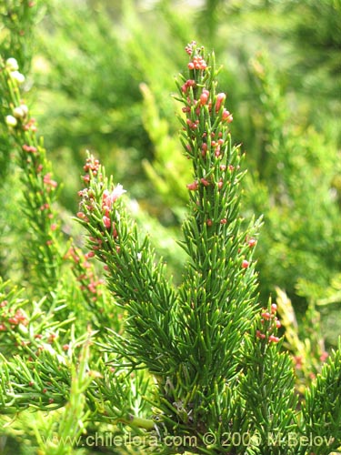 Image of Colletia ulicina (Cunco rojo / Crucero). Click to enlarge parts of image.