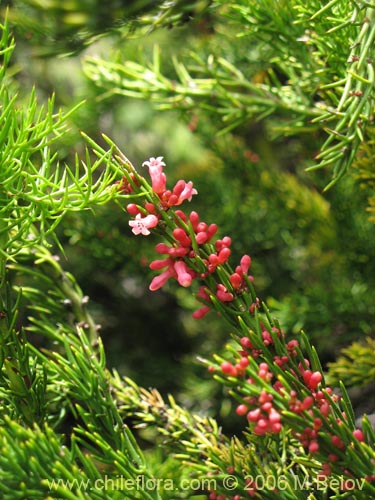 Image of Colletia ulicina (Cunco rojo / Crucero). Click to enlarge parts of image.