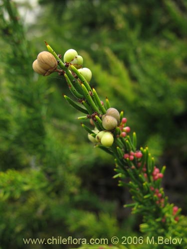 Image of Colletia ulicina (Cunco rojo / Crucero). Click to enlarge parts of image.