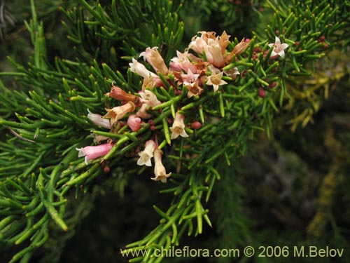 Image of Colletia ulicina (Cunco rojo / Crucero). Click to enlarge parts of image.