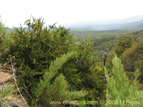 Imágen de Colletia ulicina (Cunco rojo / Crucero). Haga un clic para aumentar parte de imágen.