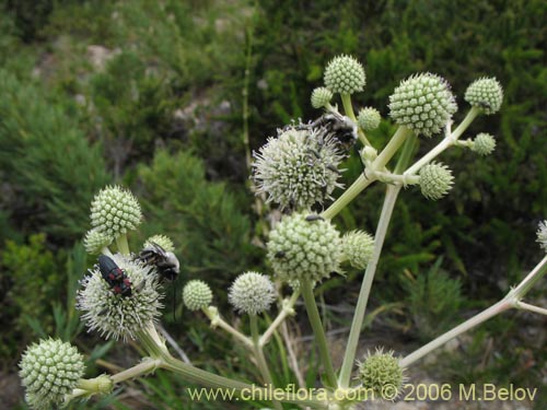 Imágen de Eryngium paniculatum (Chupalla). Haga un clic para aumentar parte de imágen.