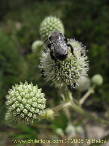 Imágen de Eryngium paniculatum (Chupalla). Haga un clic para aumentar parte de imágen.