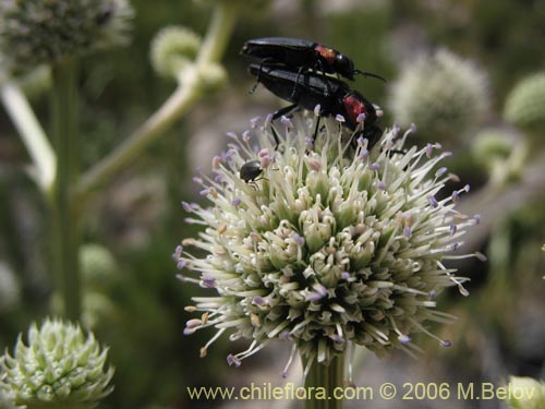 Image of Eryngium paniculatum (Chupalla). Click to enlarge parts of image.