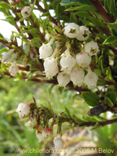 Imágen de Gaultheria phillyreifolia (Chaura común). Haga un clic para aumentar parte de imágen.