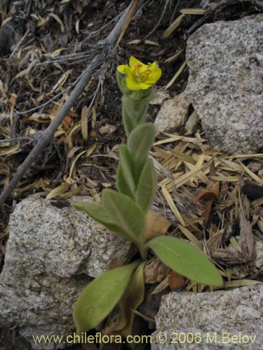 Image of Unidentified Plant sp. #2276 (). Click to enlarge parts of image.