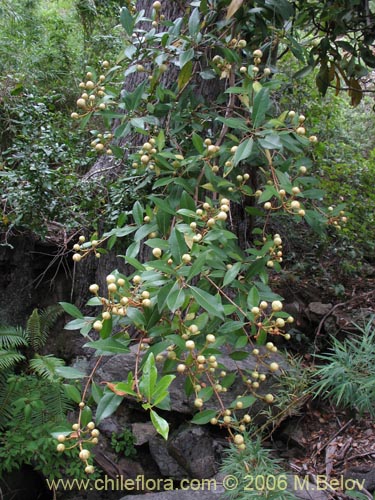 Image of Hydrangea serratifolia (Canelilla / Voqui naranjo / Voqui paulun). Click to enlarge parts of image.