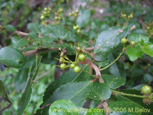 Фотография Azara serrata (Corcolén). Щелкните, чтобы увеличить вырез.