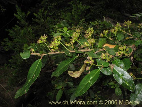 Фотография Azara serrata (Corcolén). Щелкните, чтобы увеличить вырез.