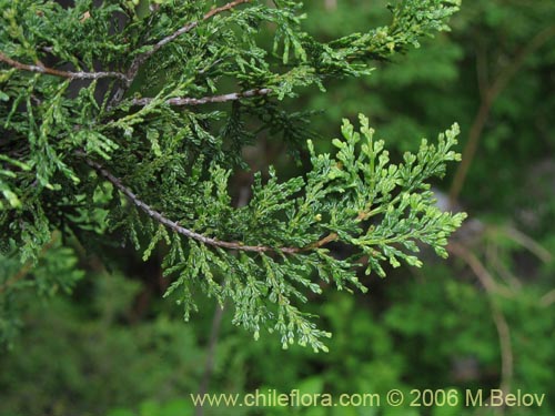 Austrocedrus chilensis的照片