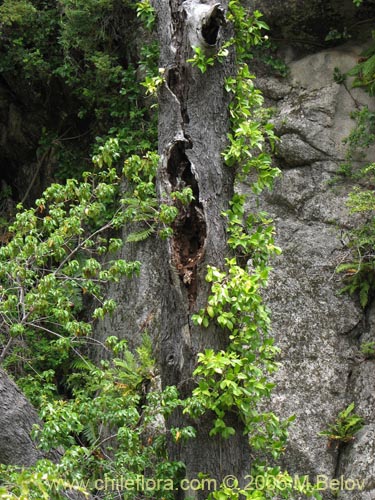 Image of Hydrangea serratifolia (Canelilla / Voqui naranjo / Voqui paulun). Click to enlarge parts of image.